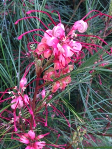 Our Grevillea Long John’s whimsical pink blossoms are a favorite of bees and hummers 