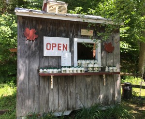 Lots of opportunities to purchase maple syrup at roadside stands